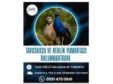 TAVUSKUŞU VE KEKLİK YUMURTASI