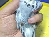 Üst düzey Sow yavrular 