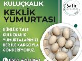 KULUÇKALIK KINALI KEKLİK YUMURTASI
