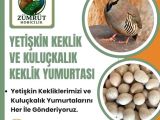 YETİŞKİN KEKLİK VE KULUÇKALIK KEKLİK YUMURTASI