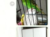 Cekozlavak muhabbet kuşu
