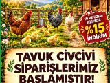 sağlıklı bakımlı civciv kaçırılmıyacak fırsat