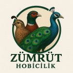 Zümrüt Hobicilik
