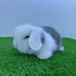 Hollanda Lop Tavşanı